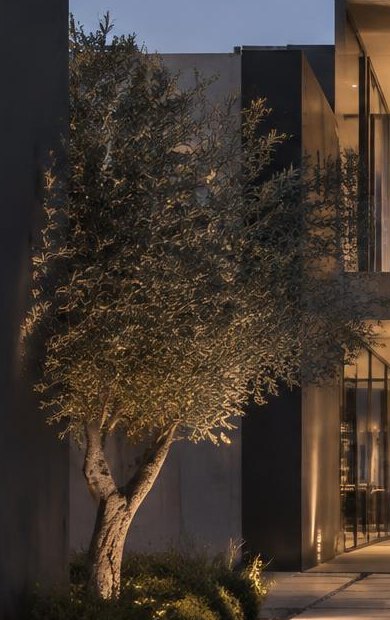 An olive tree uplit against a dark wall at dusk